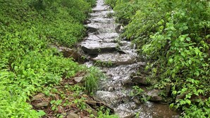 Un arroyo serpentea por una zona verde y exuberante, bordeado de rocas.