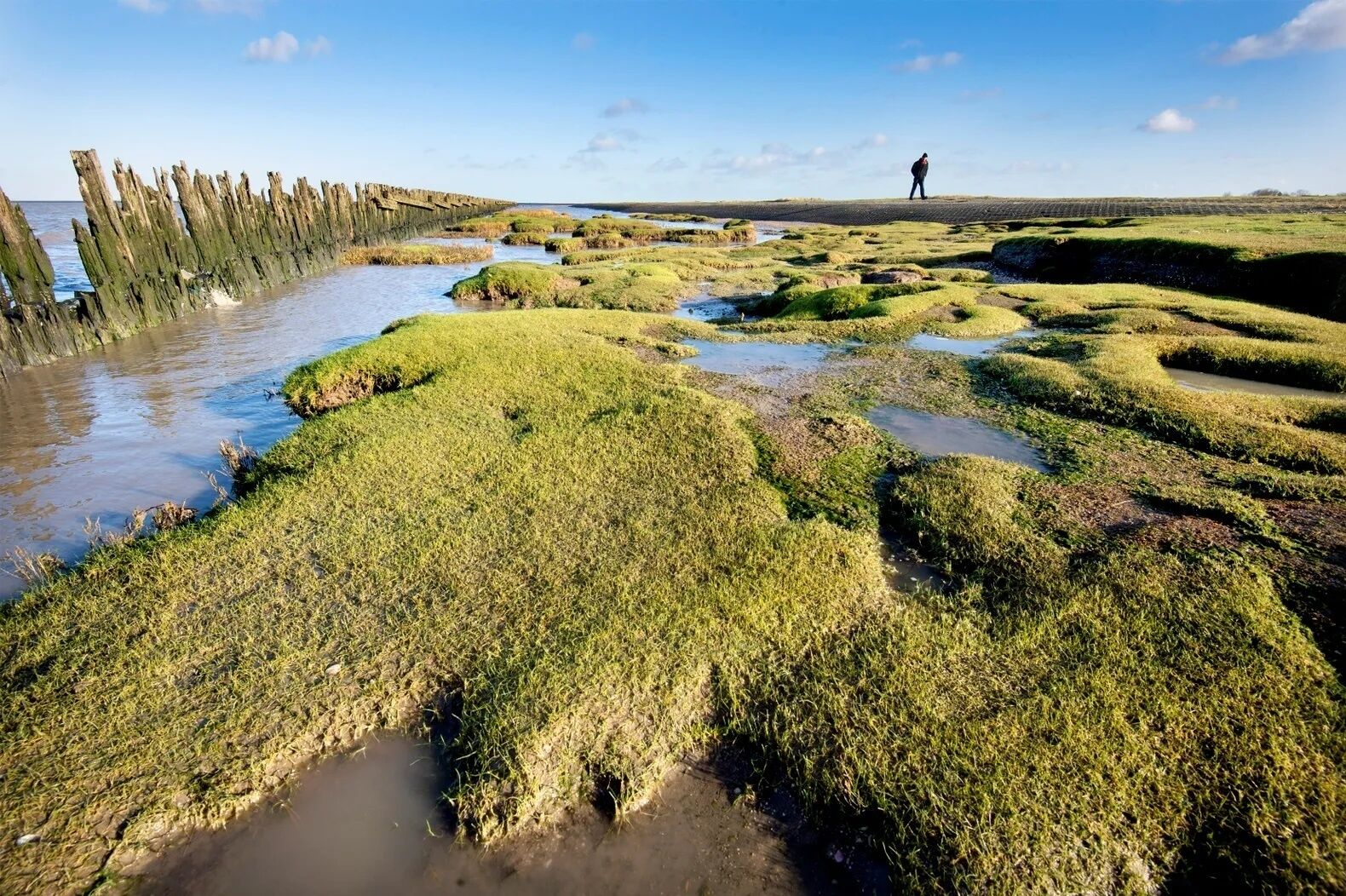A coastal landscape with a wooden breakwater, green marshy terrain, and a person standing in the distance.