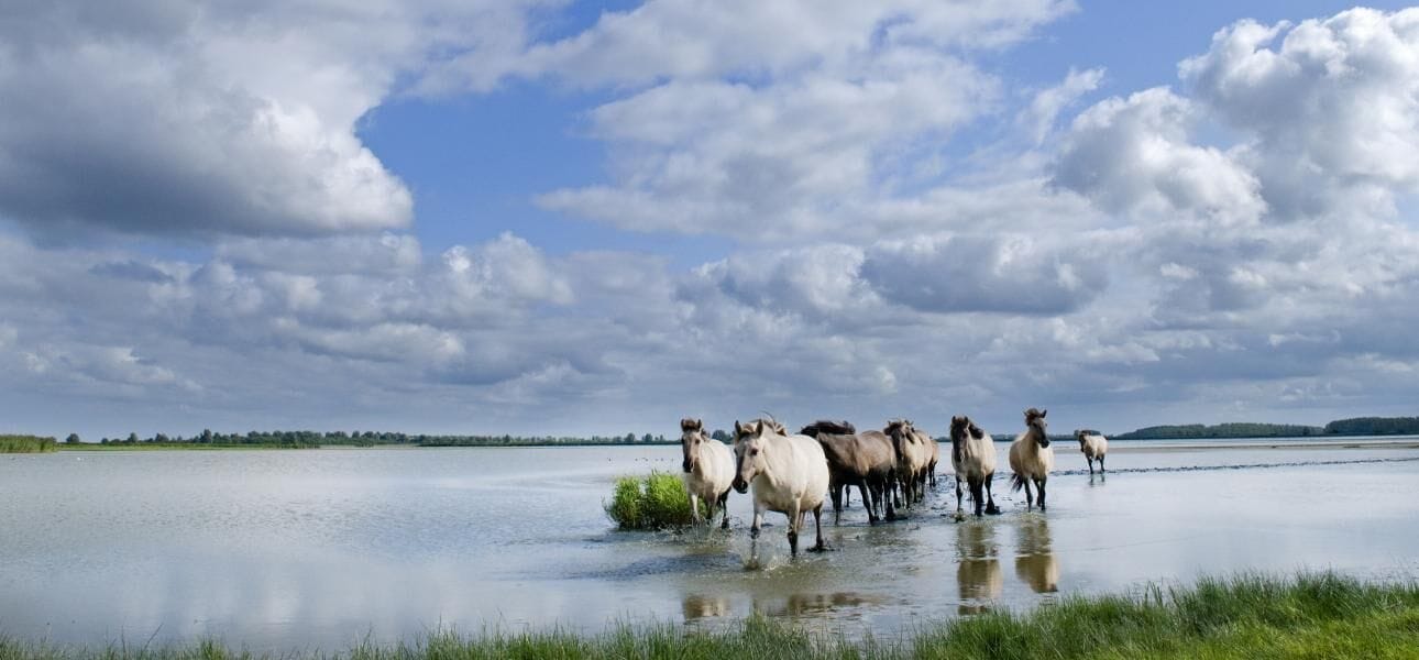 Un grupo de caballos de pie en un cuerpo de agua poco profundo, con un cielo nublado al fondo.