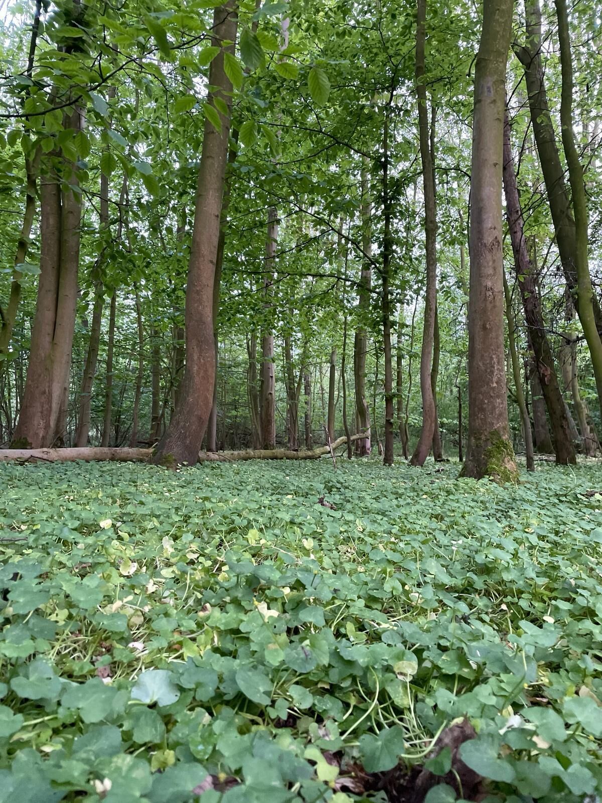 Een bos met hoge bomen en een grondbedekking van groene bladeren.