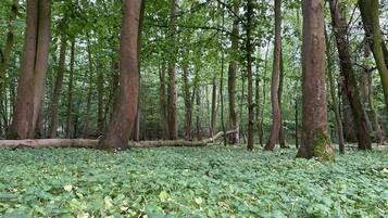 A forest with tall trees and a ground covered in green foliage.