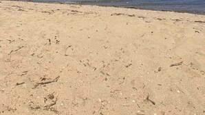 A beach with a sandy shore and calm water. - Wildwood a great family house Sleeps up to 10!  Walk to trails! (Inverness)