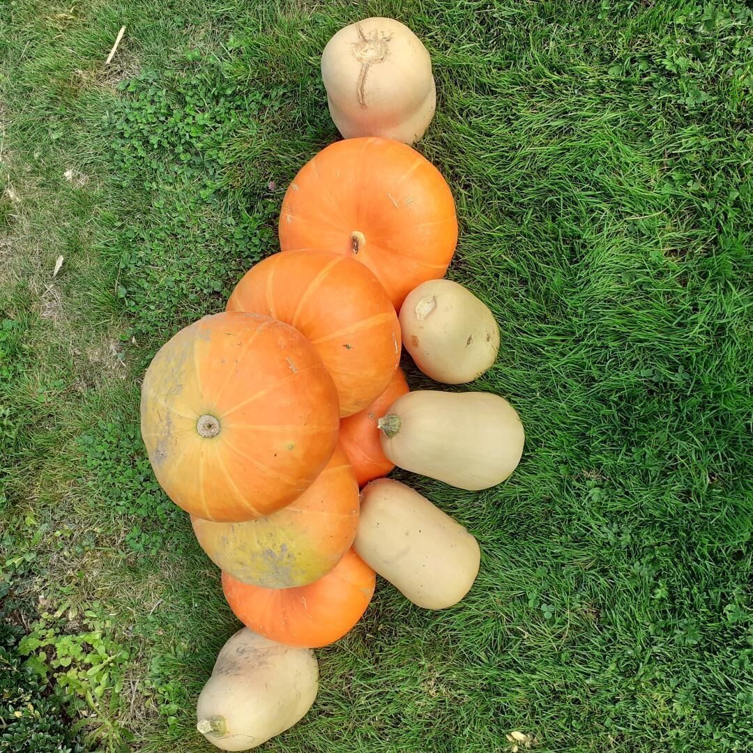 A group of pumpkins and squash on grass.
