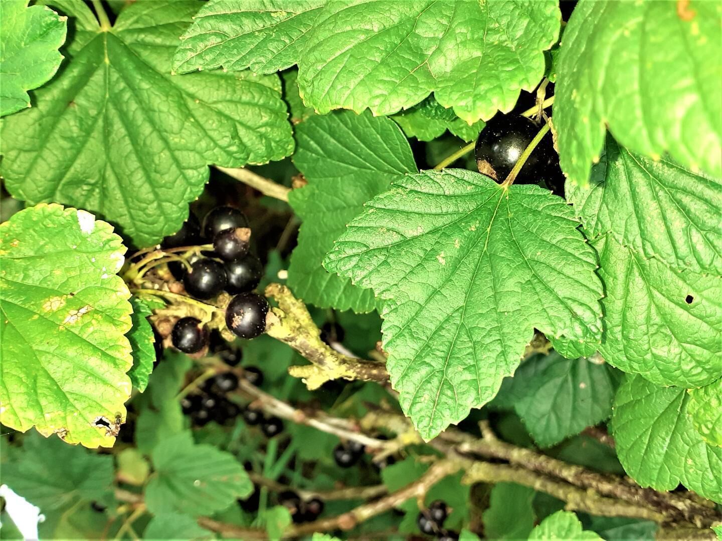 Een close-up van een plant met groene bladeren en trossen zwarte bessen.