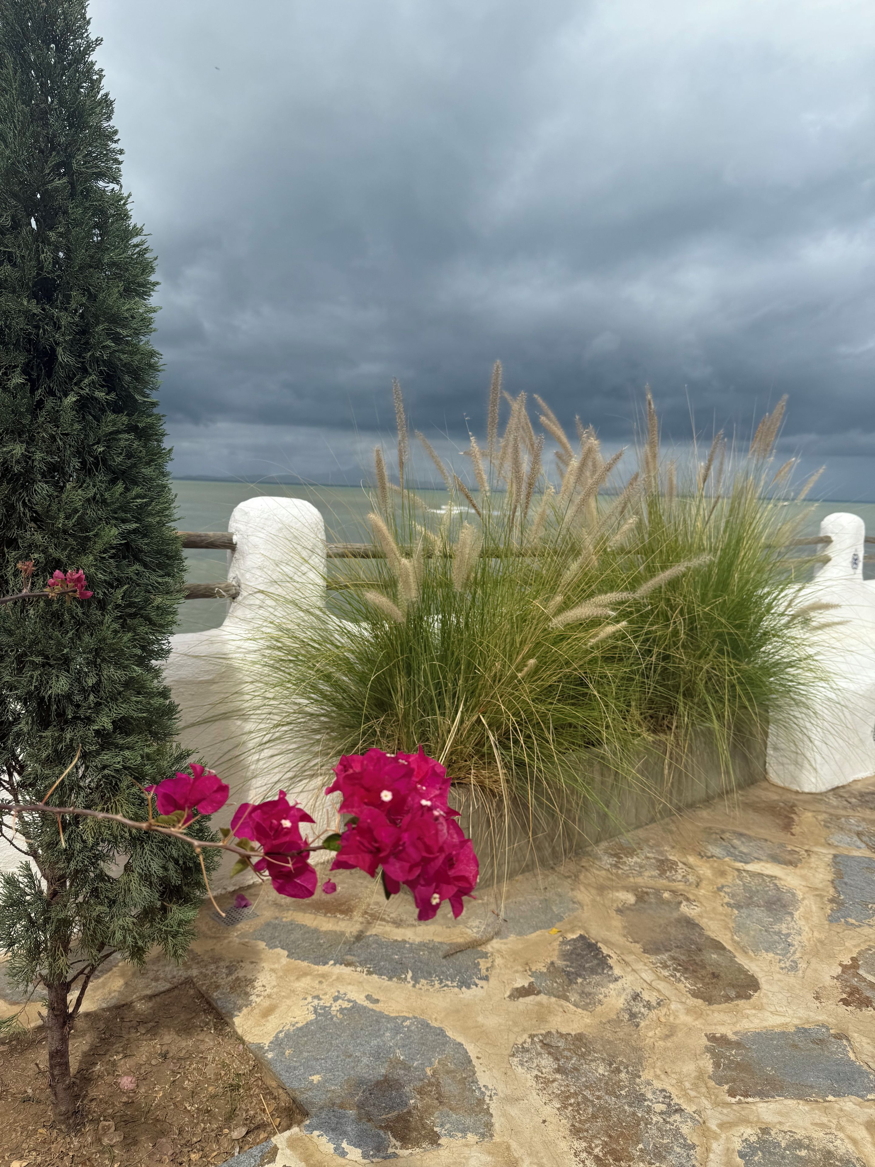 A coastal garden with a coniferous tree, flowering plants, and a stone pathway leading to a white fence.