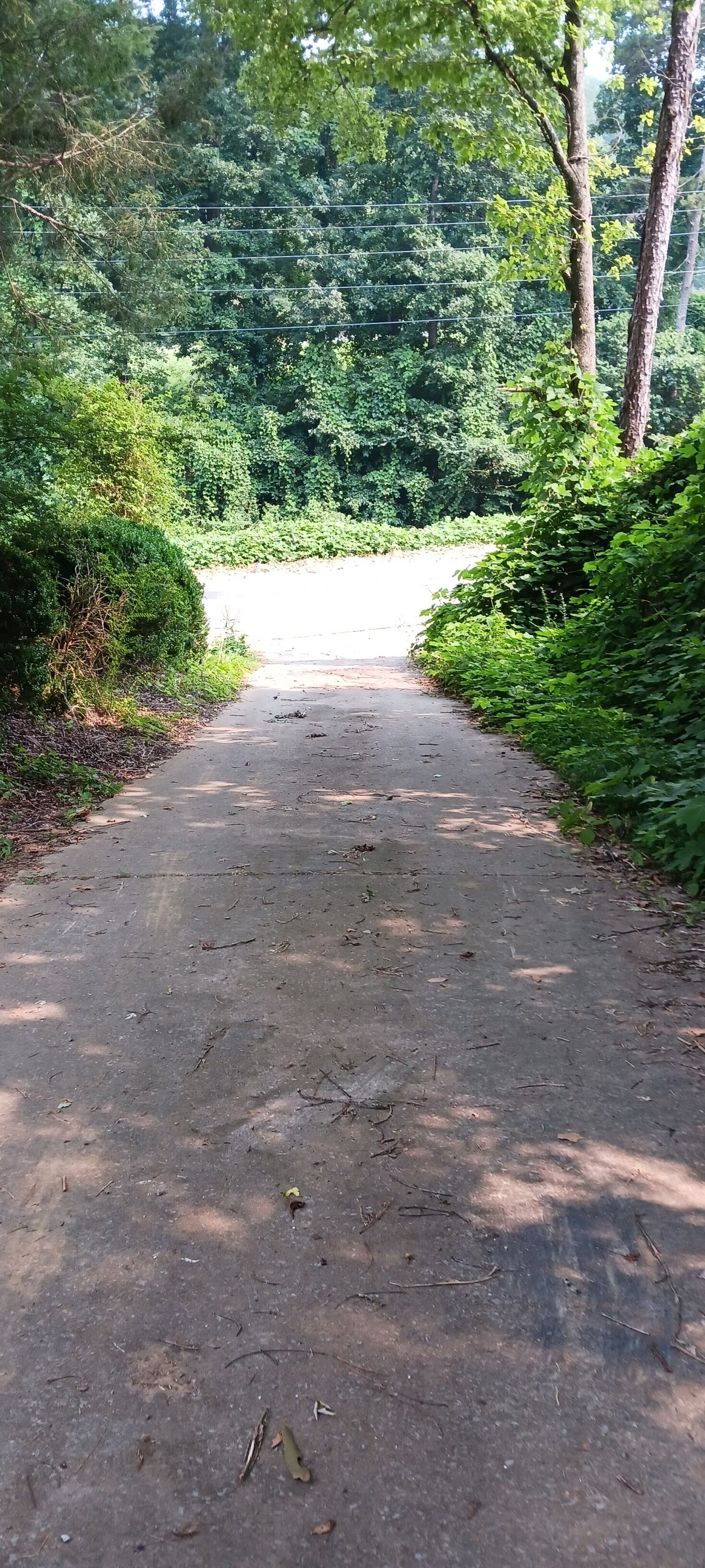 A paved pathway surrounded by dense greenery and trees.