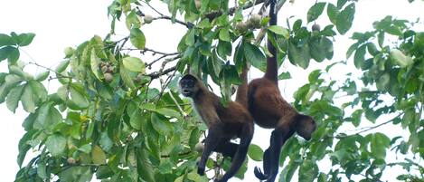 Two monkeys hanging from a tree branch with green leaves.