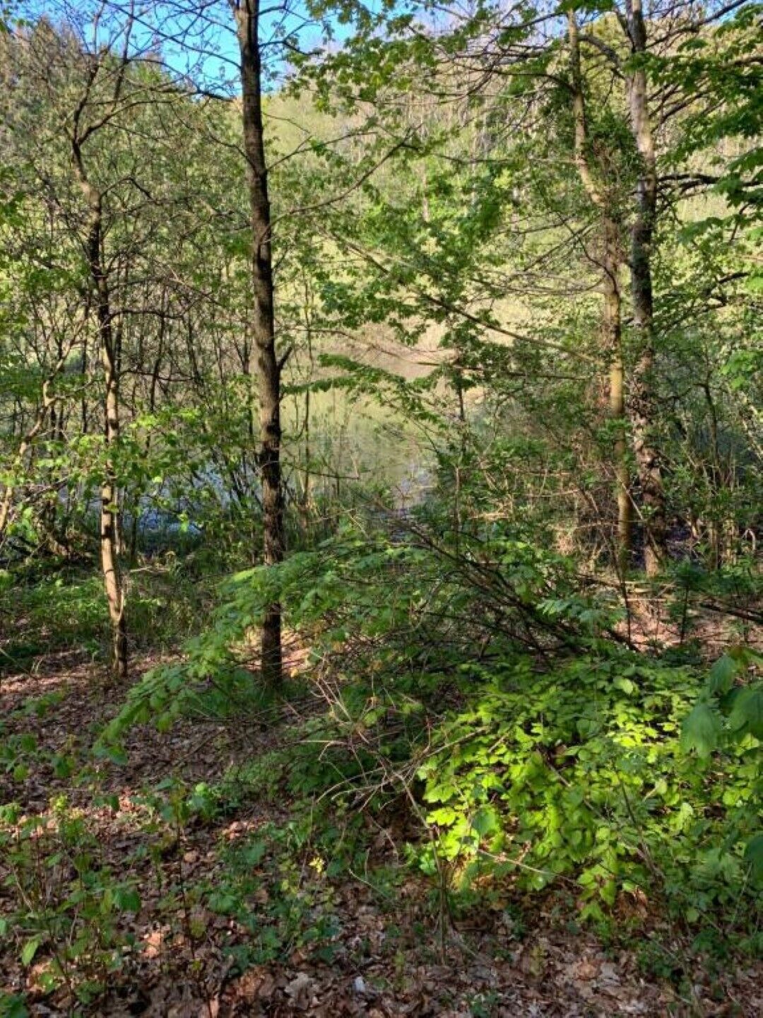 Una fitta foresta con alberi alti e sottobosco.