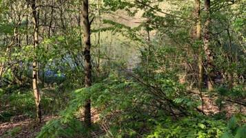 Una fitta foresta con alberi alti e sottobosco.