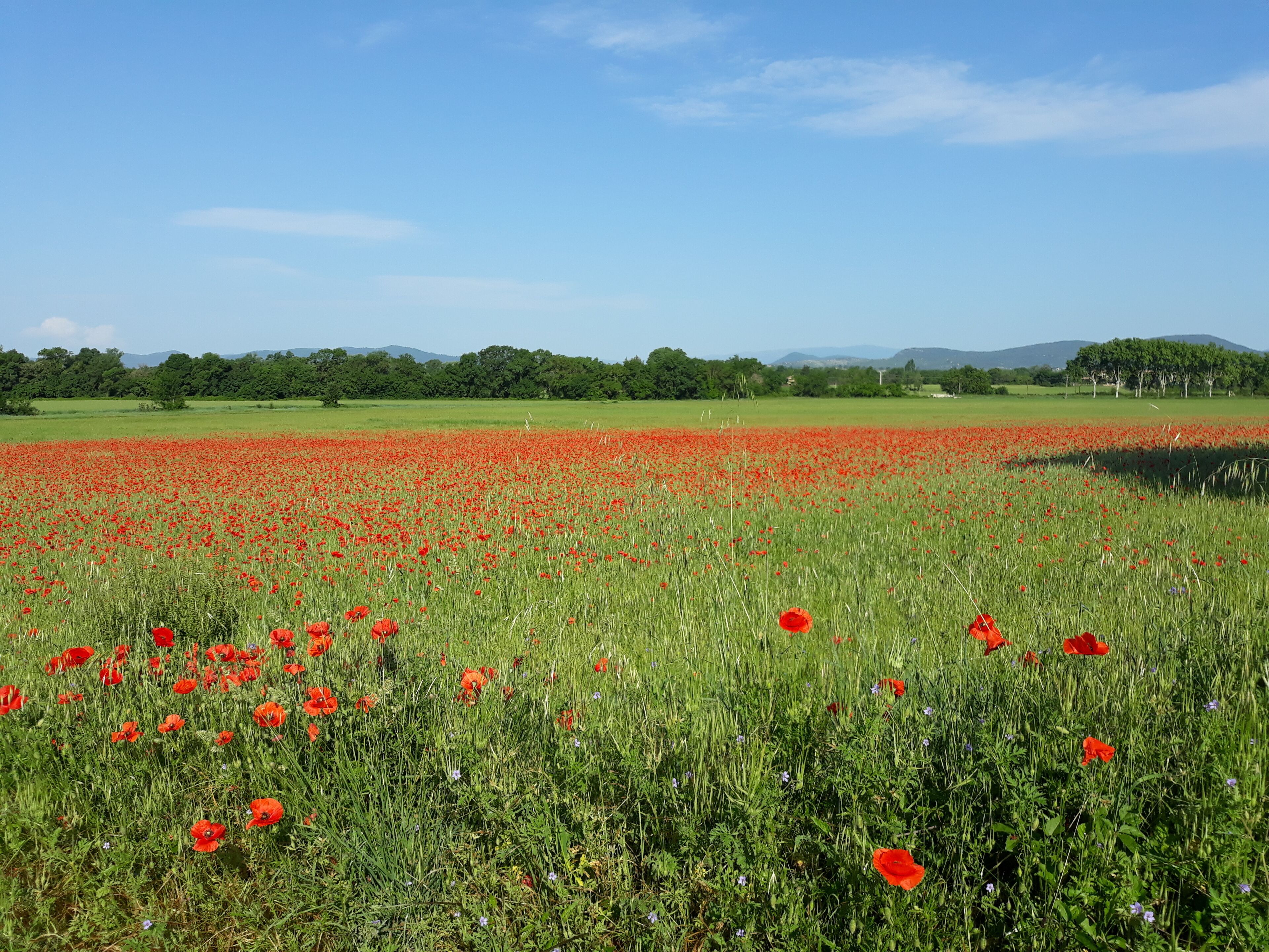 A field of red poppies with a clear sky and distant trees.