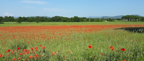 A field of red poppies with a clear sky and distant trees.