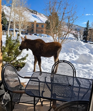 A snow-covered outdoor area with a metal table and chairs, a tree, and a building in the background. - Steps to Steamboat Slopes! Ski-In Ski-Out, Year-Round Heated Pool, Hot Tub & Gym (Steamboat Springs)