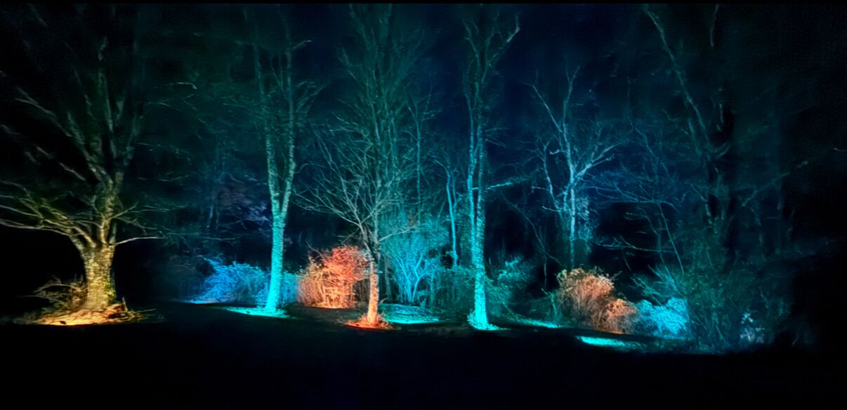 Ein nächtlicher Wald mit beleuchteten Bäumen und Sträuchern.