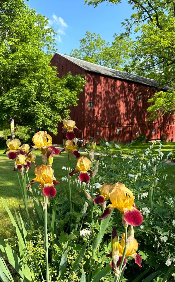 Property grounds - Beautiful renovated Farmhouse on Seneca Lake. Finger Lake Wine Trail. (Lodi, Seneca Lake)