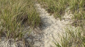Une maison de plage avec un chemin de sable menant à l’entrée, entourée d’herbes hautes.