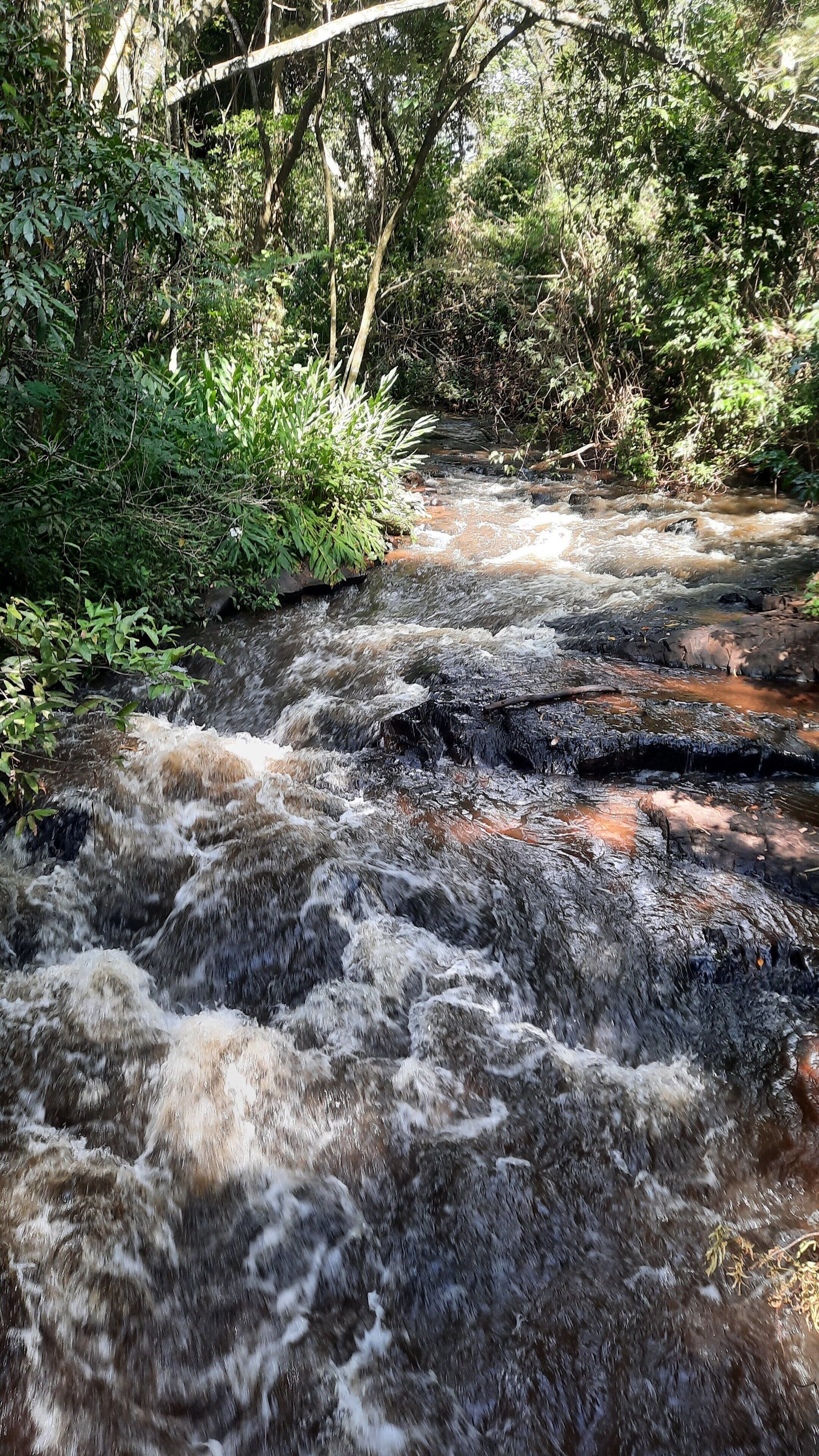 A fast-flowing river with rocky banks and dense greenery.