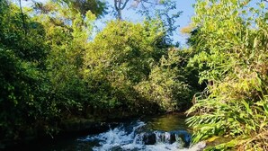 Un paysage naturel avec un ruisseau sinueux, une végétation luxuriante et des arbres.