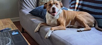 Pet friendly get away with tech support for your home and family. 