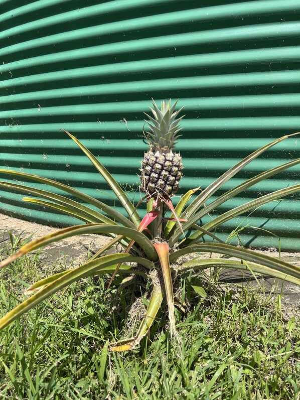 A pineapple plant with green leaves and a red flower in front of a green corrugated metal wall.