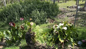 Ein Garten mit verschiedenen Pflanzen und einem hölzernen Baumstamm.