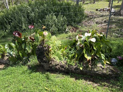 Dragonfly Healing Farm