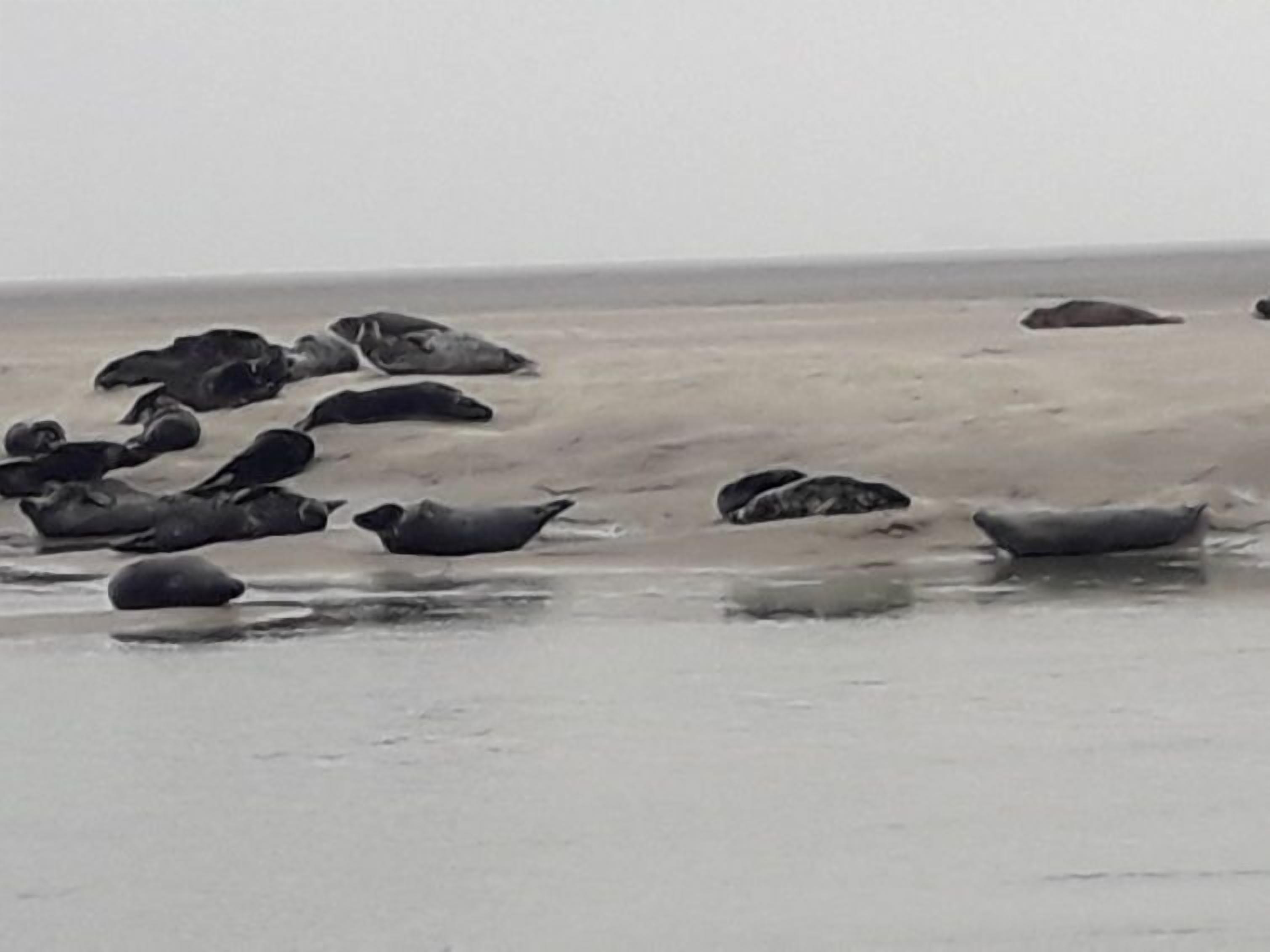 Une plage où plusieurs phoques se reposent sur le sable.