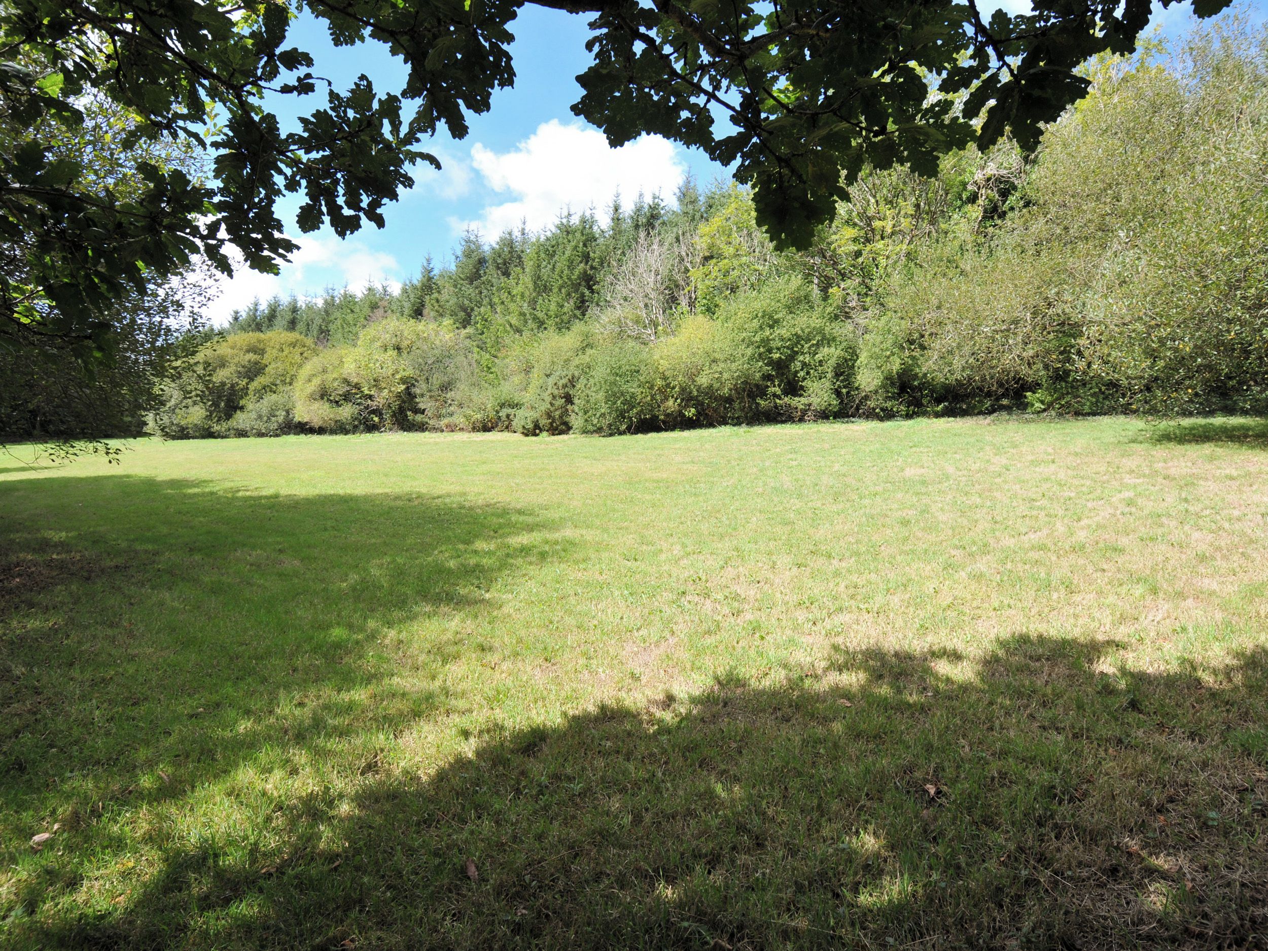 Un champ herbeux avec des arbres en arrière-plan.