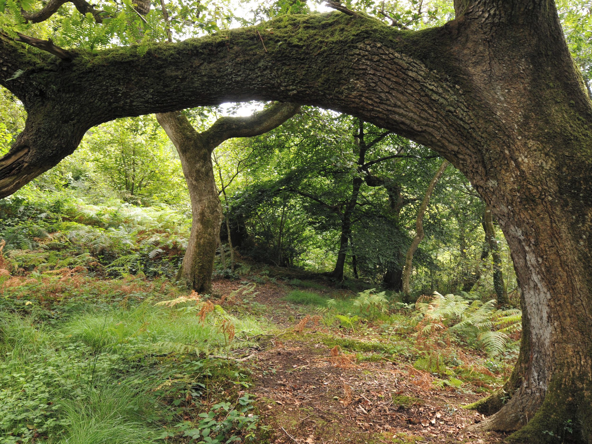 A forested area with a large tree arching over a path.