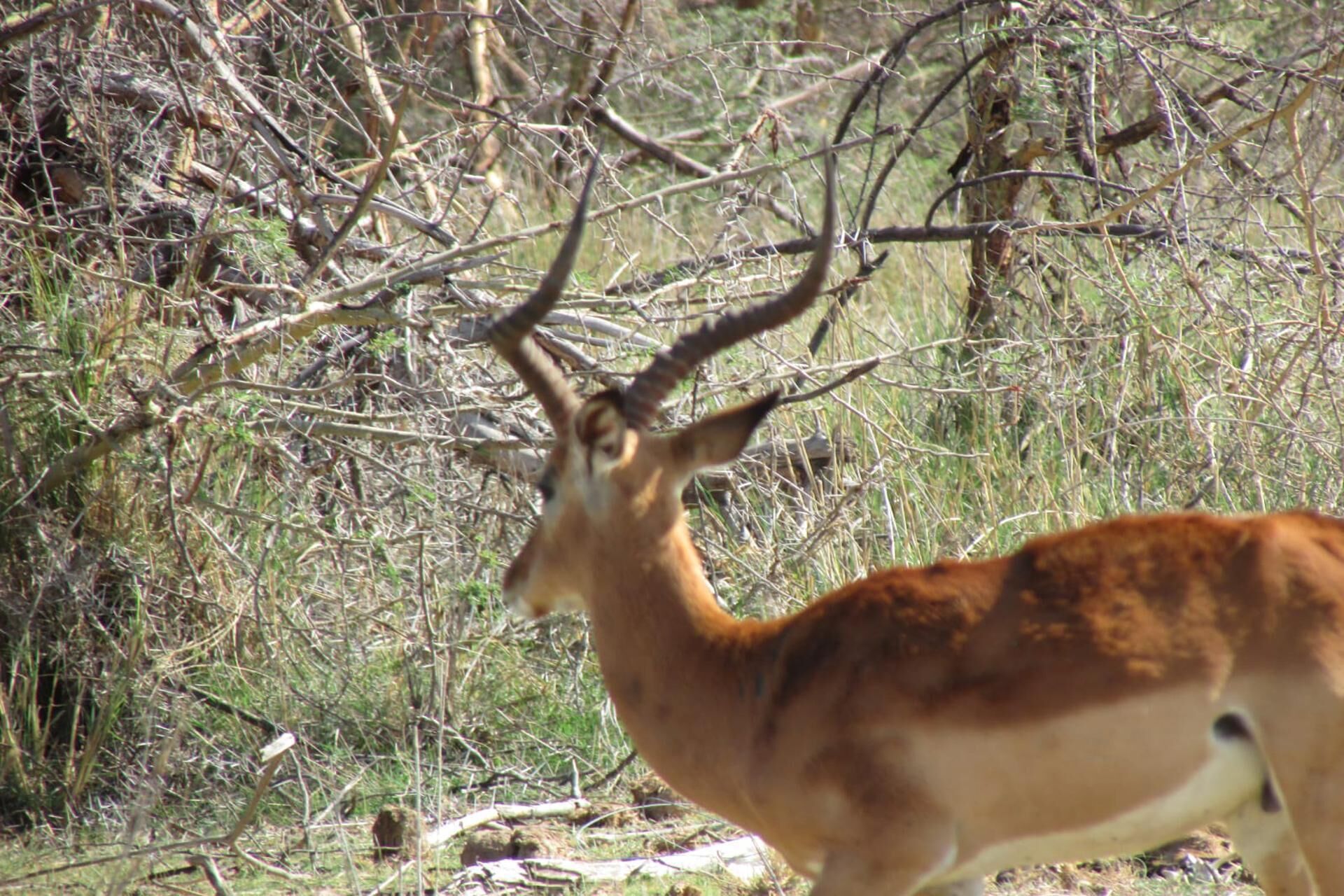 A deer in a natural setting with dense vegetation and branches.