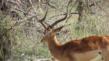 A deer in a natural setting with dense vegetation and branches.