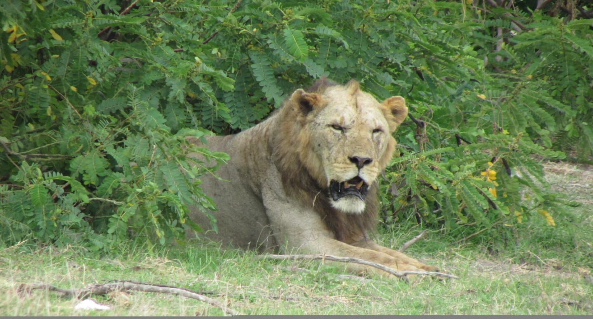 Un león descansando en un área cubierta de pasto, con una espesa vegetación verde al fondo.