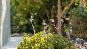 A red pot with green foliage and small purple flowers on a balcony. - Artistic Vac Villa w pool by Sea N' Rent (Rishon LeTsiyon)