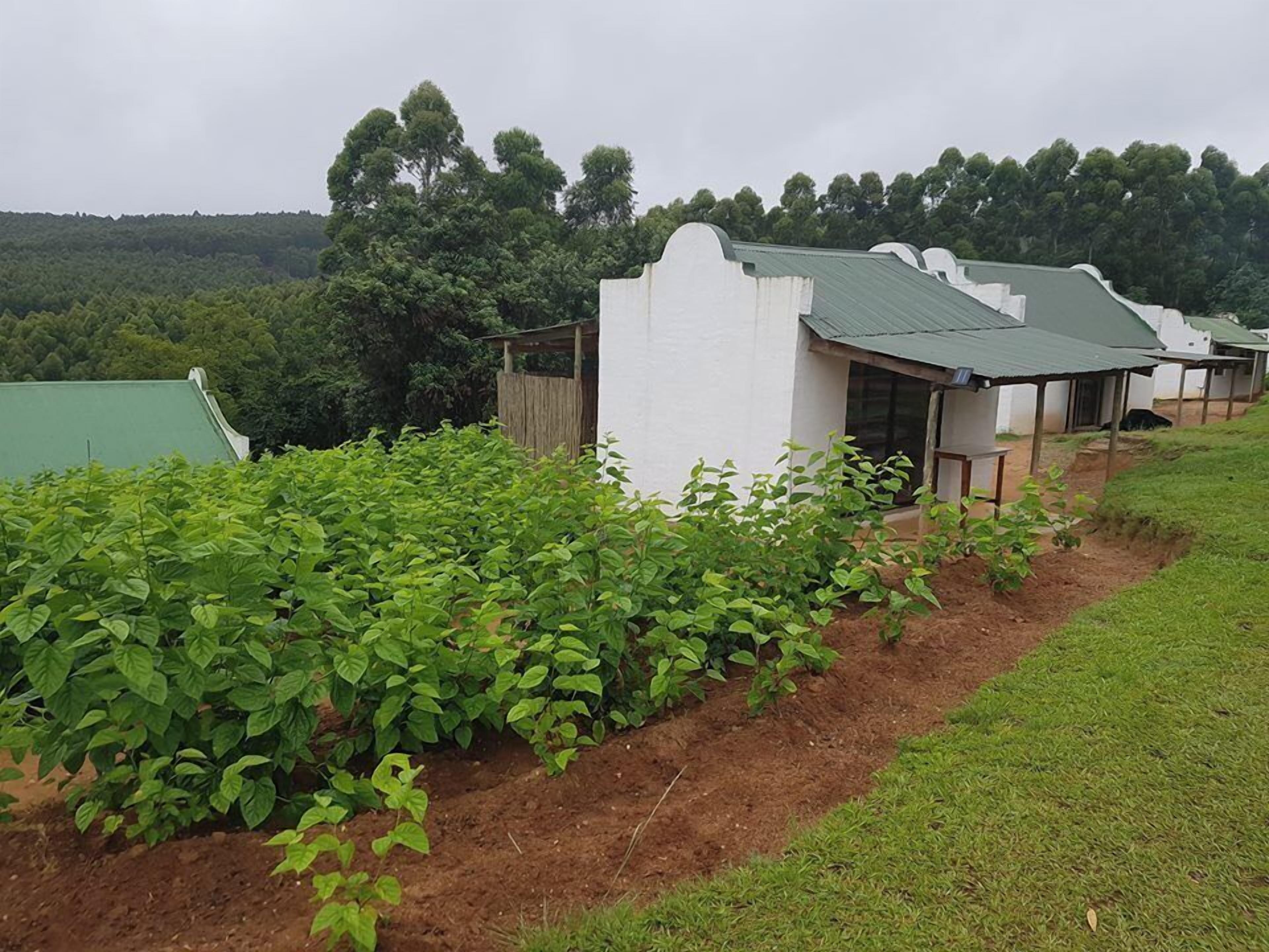 Una hilera de edificios blancos con tejados verdes, rodeados de vegetación y árboles.
