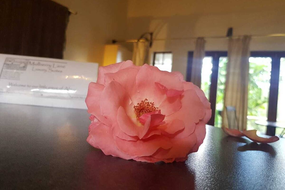 A pink flower on a table with a check and a window in the background.