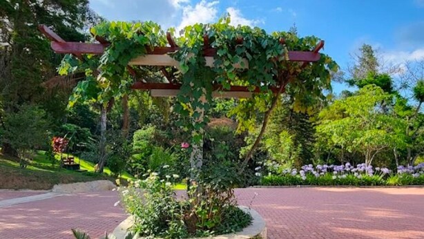 En trädgård med en pergola som är täckt av grönska, en stenlagd gångväg och olika typer av växter.