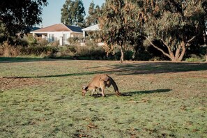 Un kangourou dans un champ d’herbe, avec des maisons et des arbres en arrière-plan.