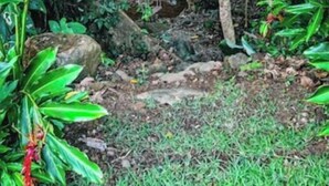 Un exuberante jardín con diversas plantas verdes y una pequeña cascada.