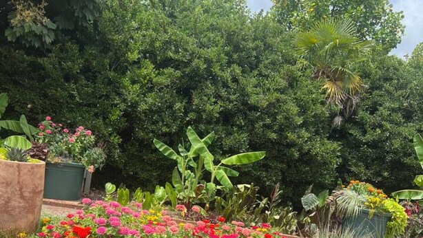 A garden with a pond, various flowering plants, and trees.