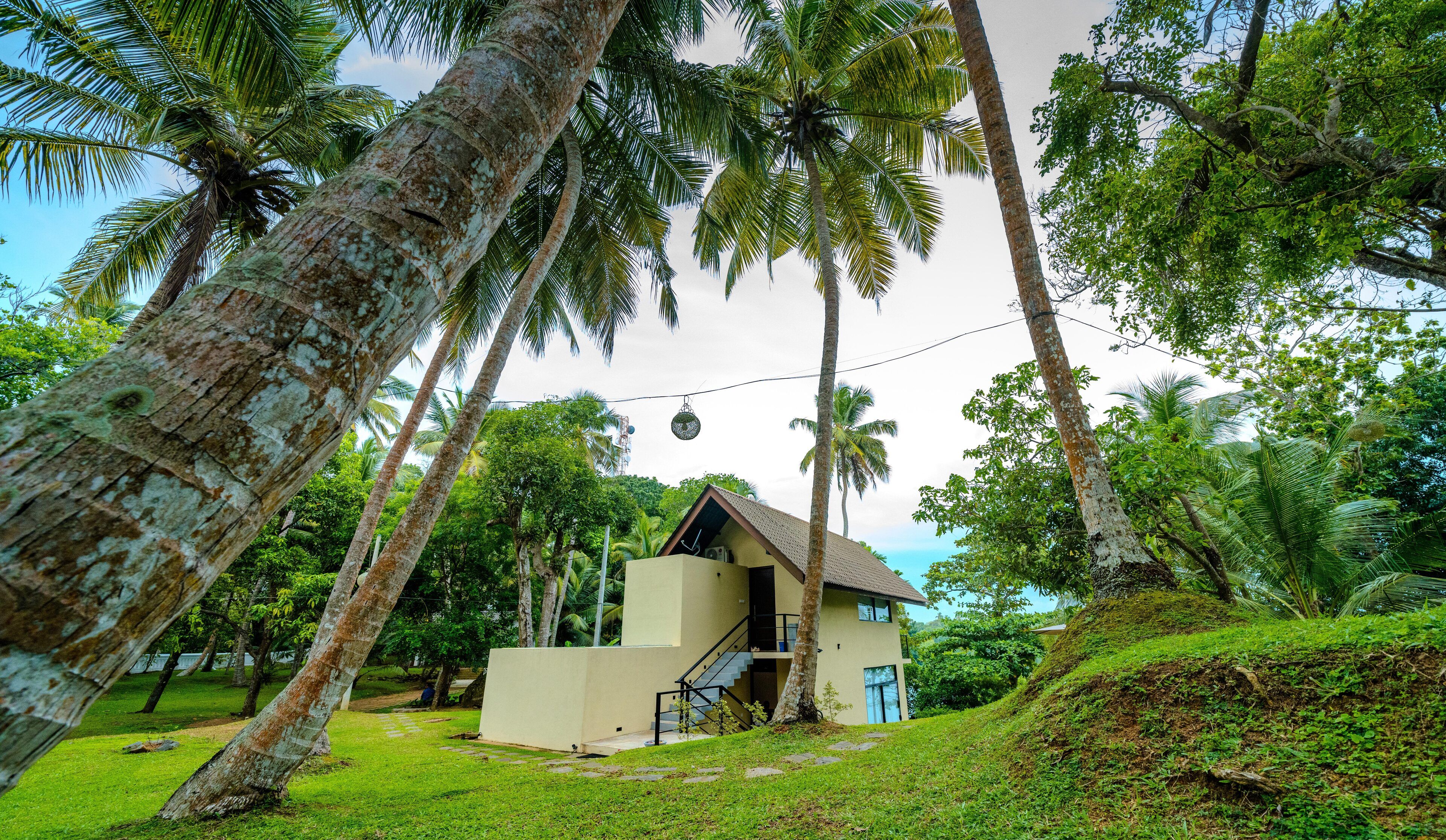 A modern house surrounded by palm trees and lush greenery.