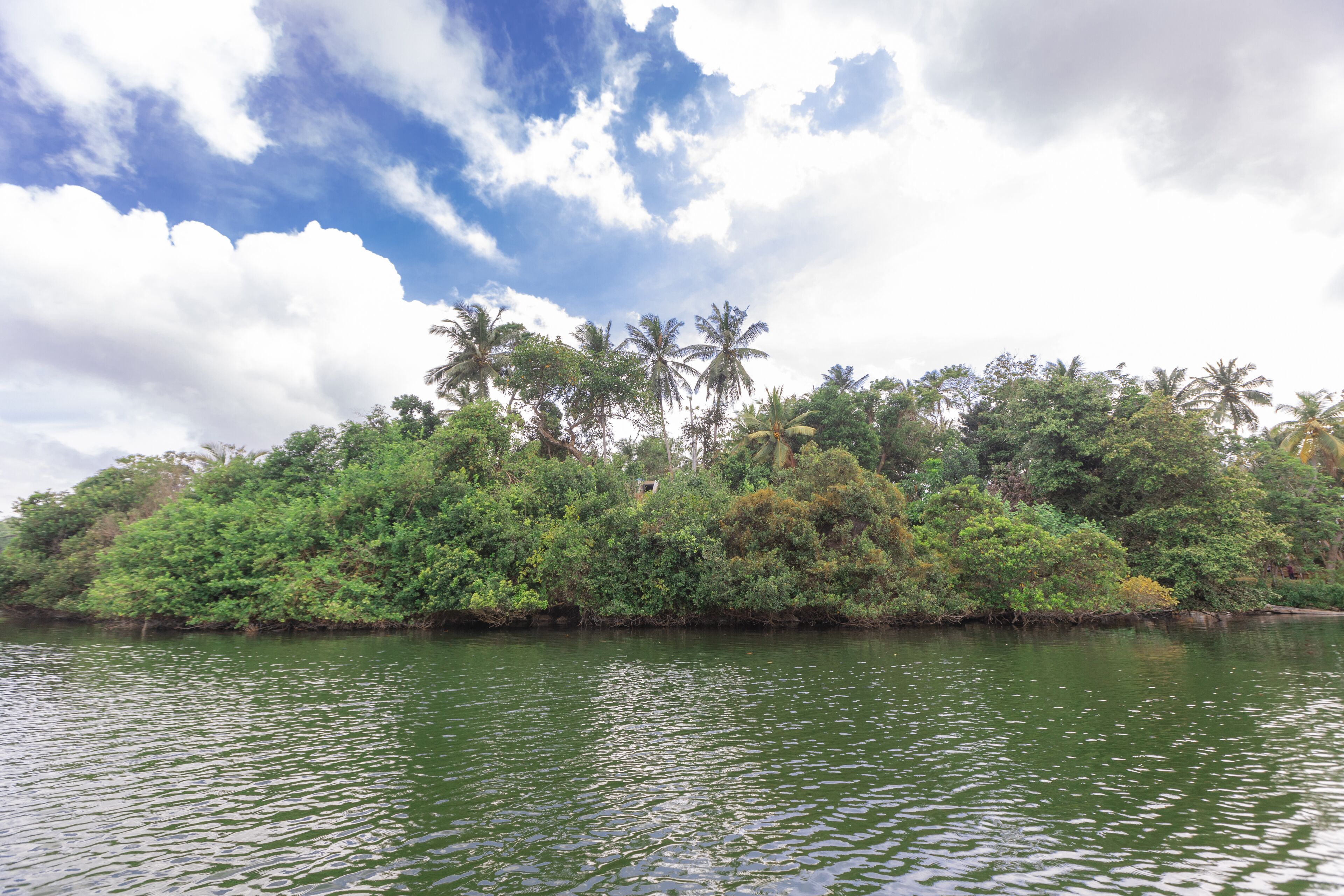 Paesaggio naturale con specchio d'acqua, vegetazione lussureggiante e palme.