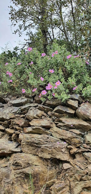 A rocky terrain with green foliage and pink flowers.
