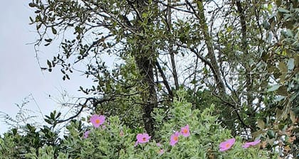 Les hortensias de Jeanne, maison de campagne au pied du massif du Caroux
