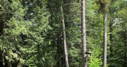 Stowe Hollow Hideaway<br>