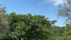 En sti, der fører til en blå port omgivet af frodig vegetation og en klar, blå himmel.