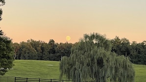 A weeping willow tree in a grassy field with a fence and a body of water reflecting the tree.