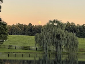 A weeping willow tree in a grassy field with a fence and a body of water reflecting the tree.