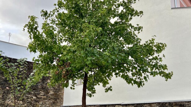 Un árbol frente a un edificio con un muro de piedra.