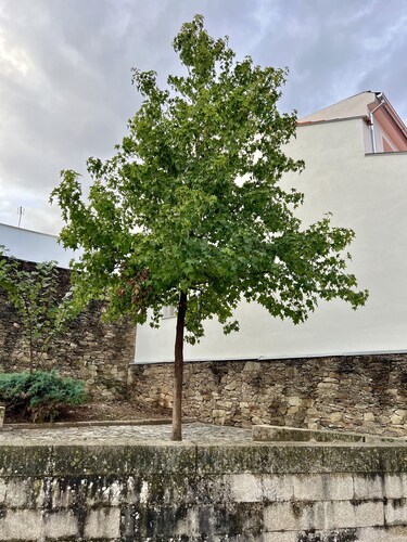 Cantinho do Castelo - João IV