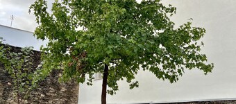 Cantinho do Castelo - João IV