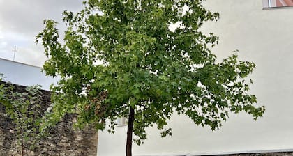 Cantinho do Castelo - João IV